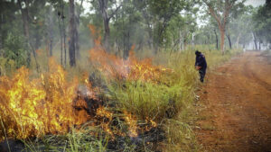 A fire being lit in an a grazed woodlands area next to a road. Black speargrass has been allowed to grow in height and density in order to create a hot enough fire to retard the canopy of surrounding woody species. The black speargrass would be above knee height.