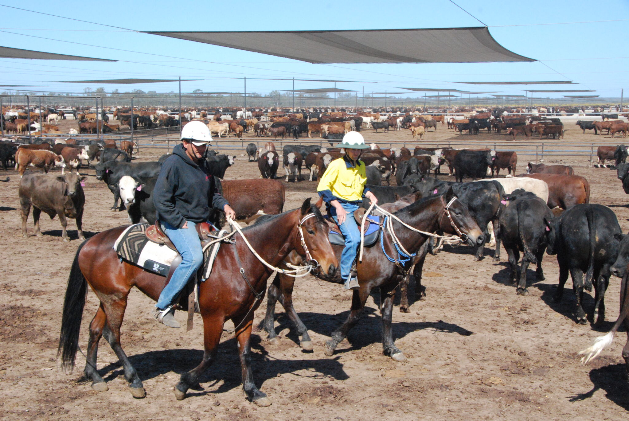 feedlots