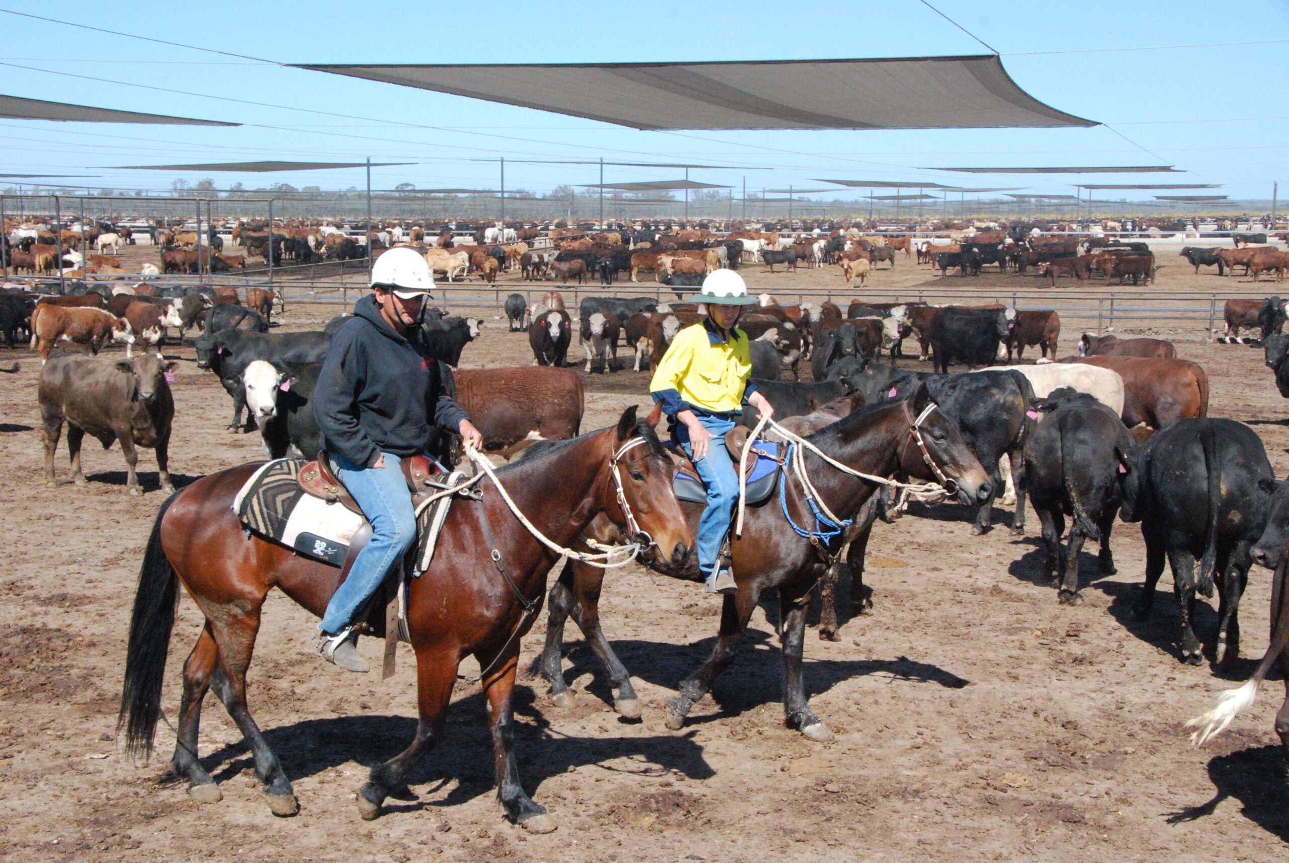 Beef cattle feedlot