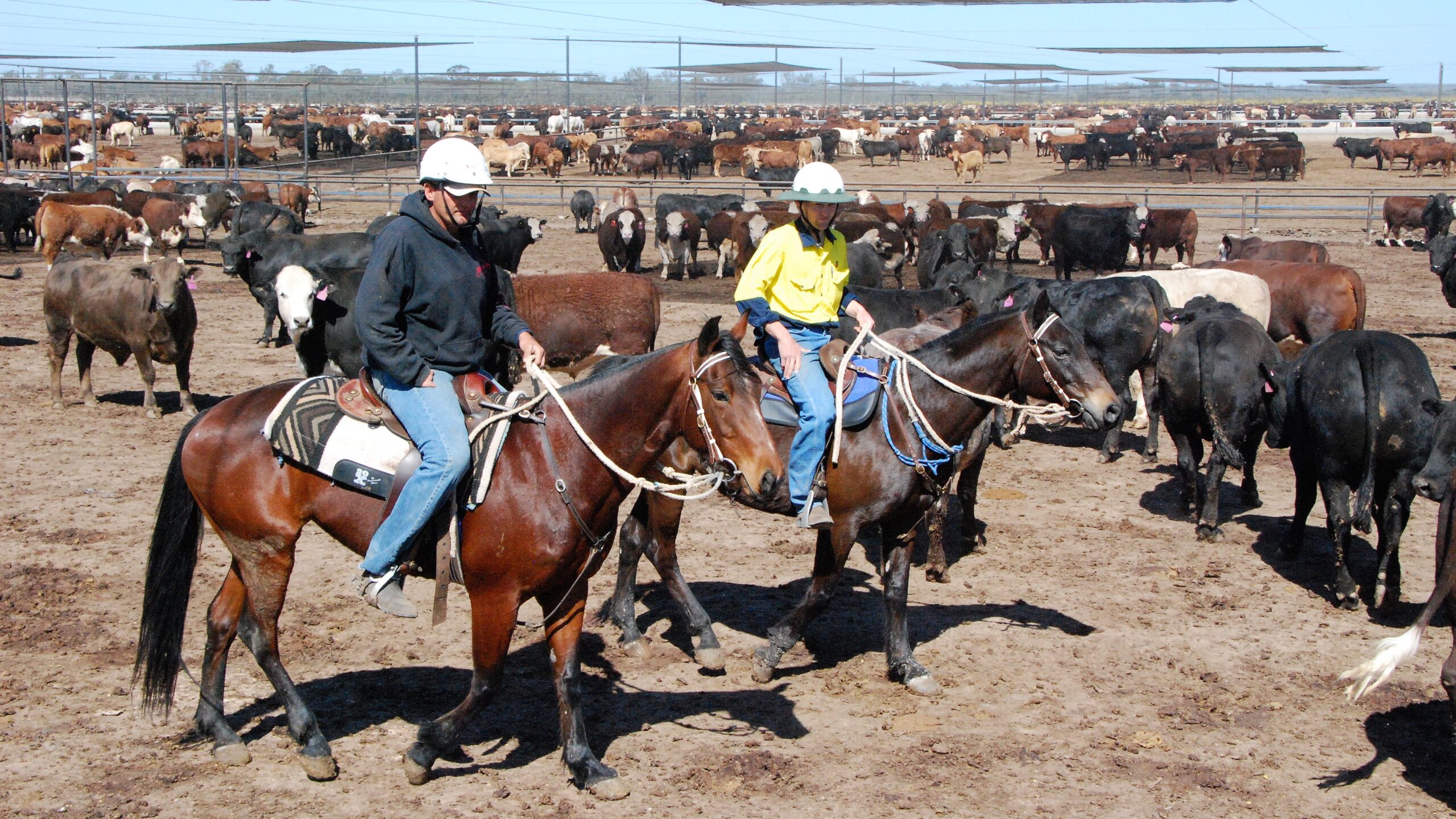 Employees riding horses in a feedlot while checking the welfare of cattle.