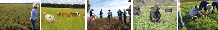 pastures-and-forage-crops