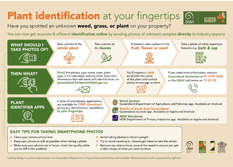 Plant id infographic