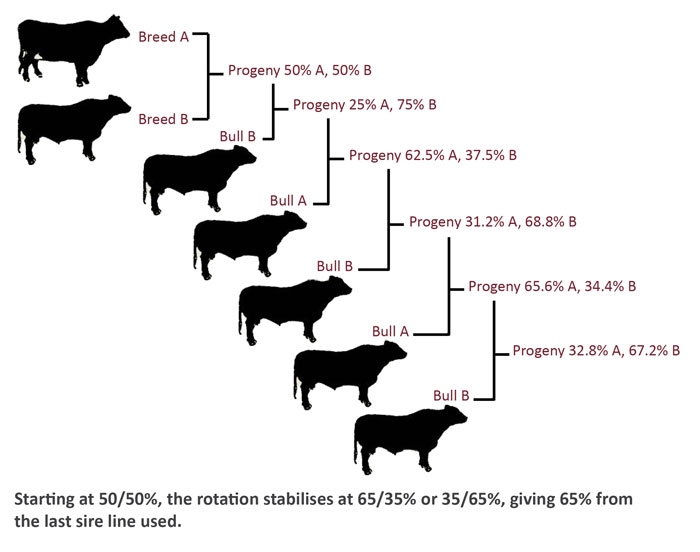 Cross breeding systems for beef cattle