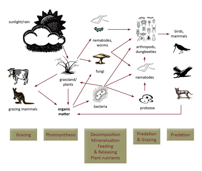 Soil food web