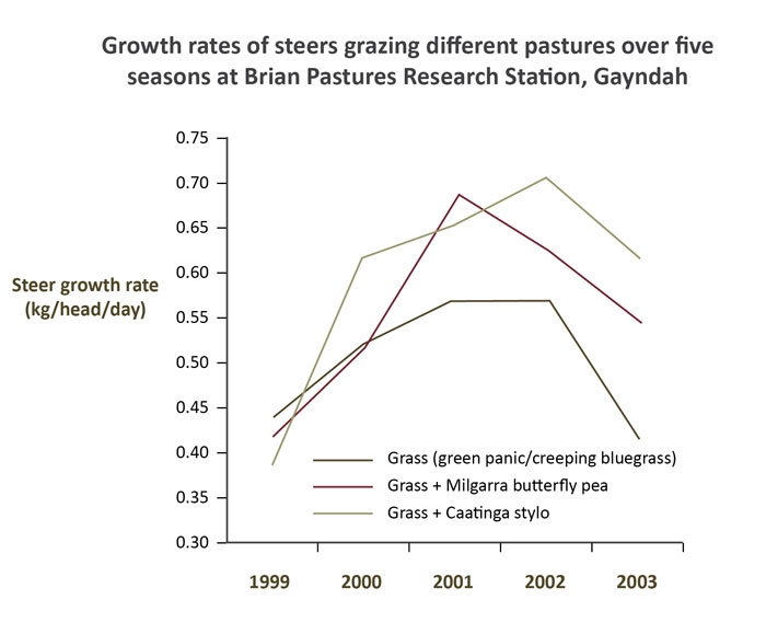 Graph showing growth rates (kg/head/day) of steers grazing grass, grass with Milgarra butterfly pea or grass with Caatinga stylo pasture over five seasons at Brian Pastures Research Station, Gayndah, Queensland.