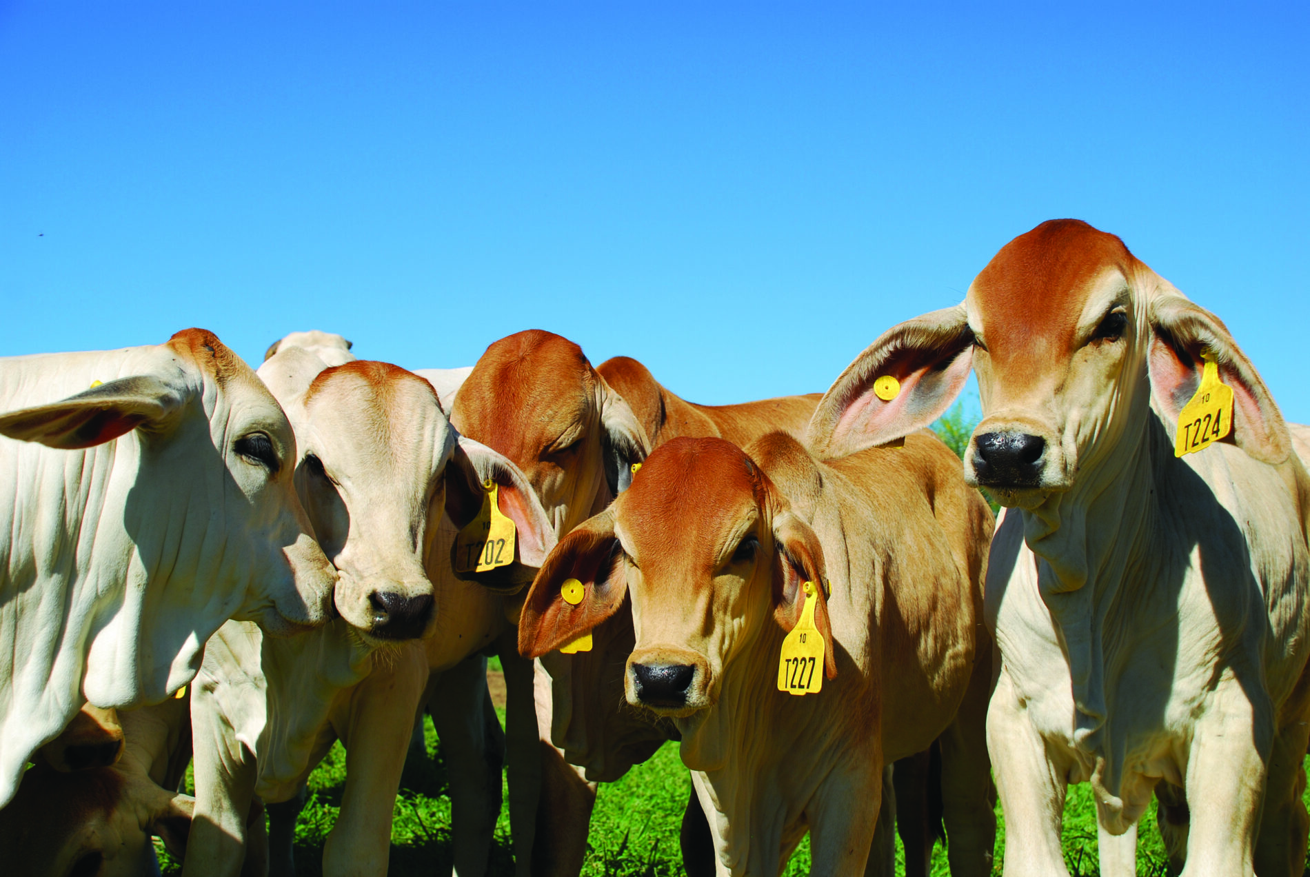 Calf rearing, poddy calves, feeding, calf health care and more