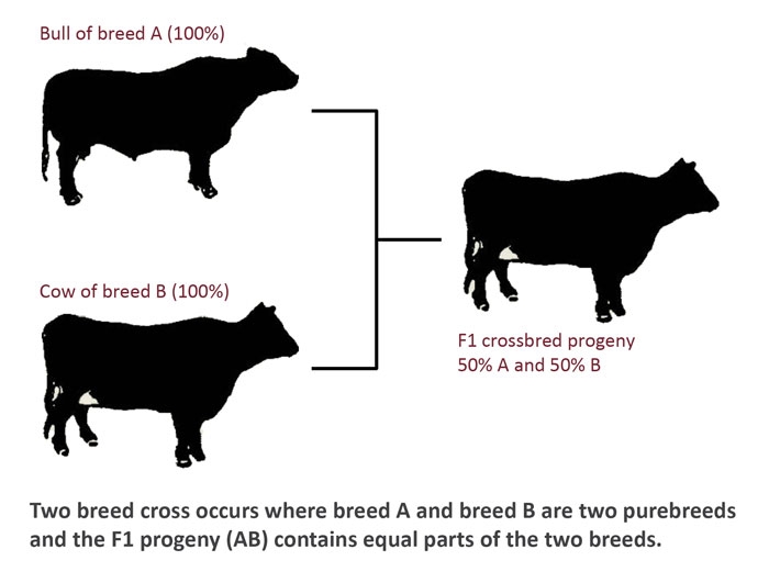 Cattle Breed Comparison Chart