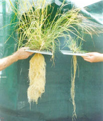 Photo of two black speargrass plants and their roots. The leaves of the two plants have been clipped at different frequencies to mimic the impacts of light versus heavy grazing. The pasture plant on the left (been grazed 2-3 times in the growing season) has extensive leaf and root material. The plant on the right (been 'grazed' regularly) has less than one fifth of the leaf or root matter of the plant on the left and is therefore, much weaker.