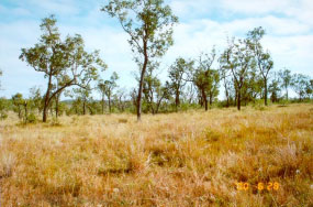 Colour photo of land in fair condition.
