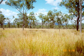 Colour photo of land in good condition.
