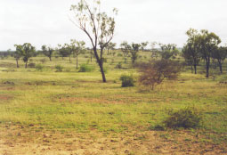 Colour photo of land in poor condition.