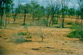 Colour photo of land in very poor condition.