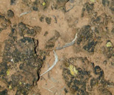 Biological crusts on soil surface 