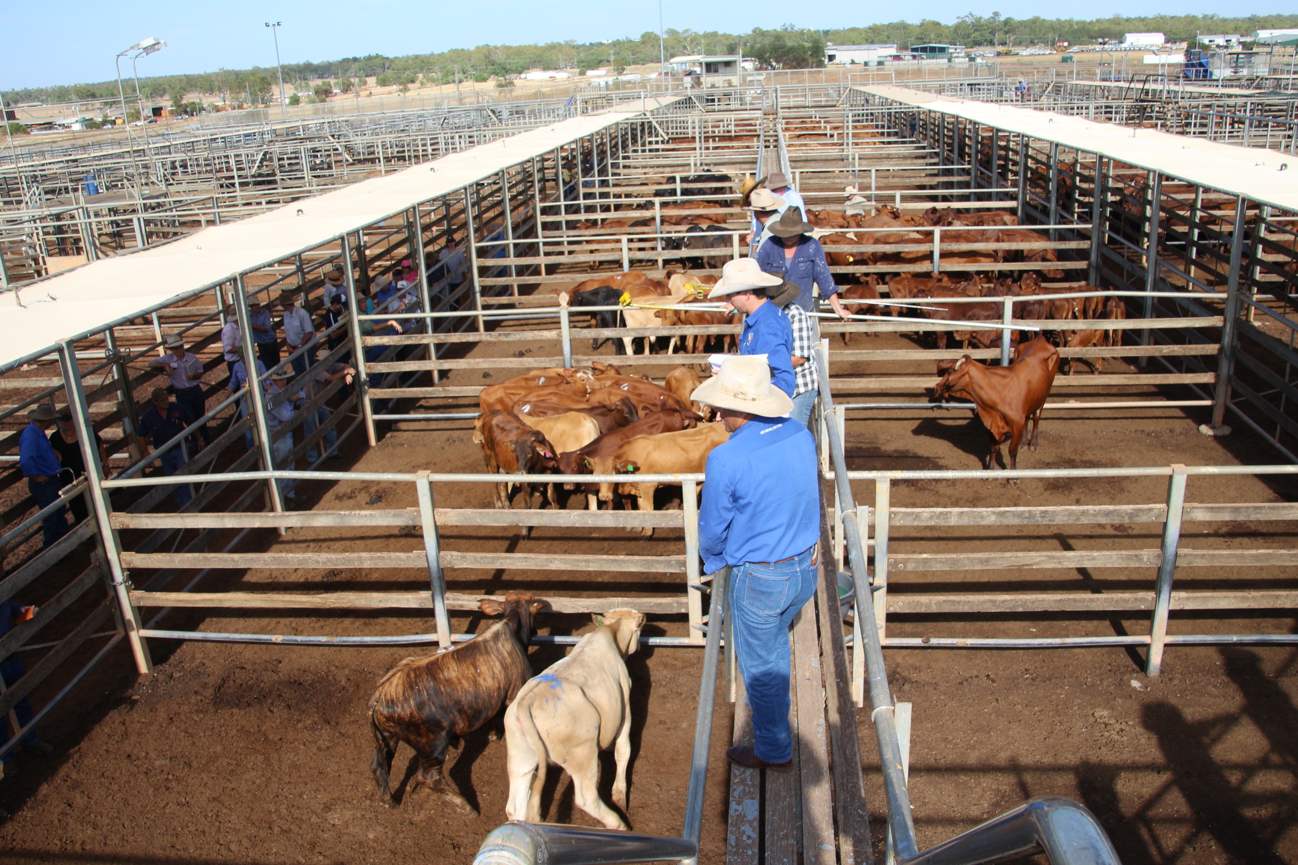 Selling options for beef cattle FutureBeef