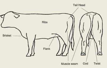 Diagram 1 - points for visual assessment