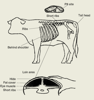 Diagram 2 - points for manual assessment