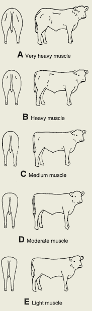 Diagram 4 - muscle scores