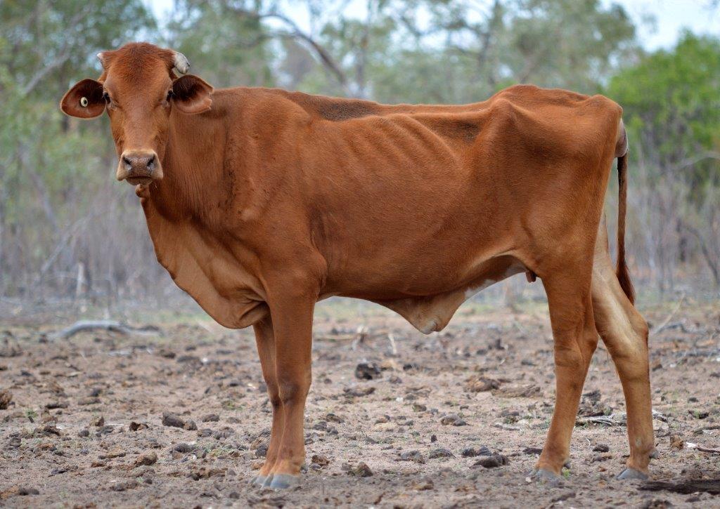 Body condition score for beef cattle FutureBeef