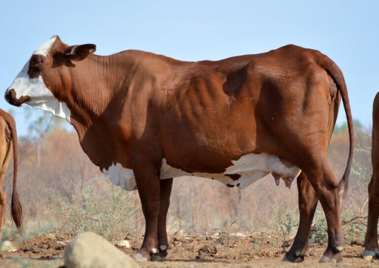 Body Condition Score For Beef Cattle Futurebeef