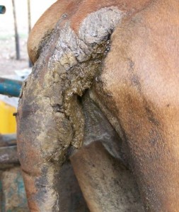 Photo of a North Queensland Brahman cow with the dry gangrene form of tail rot during the healing phase, December 2007.