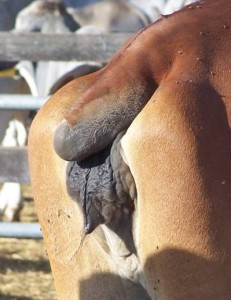 Photo of a North Queensland Brahman cow after recovering from the dry gangrene form of tail rot, December 2008.