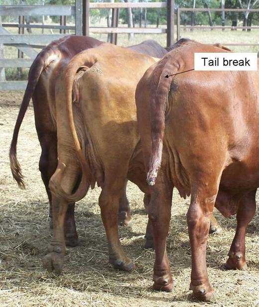 Photo of a cow with progressive tail rot.