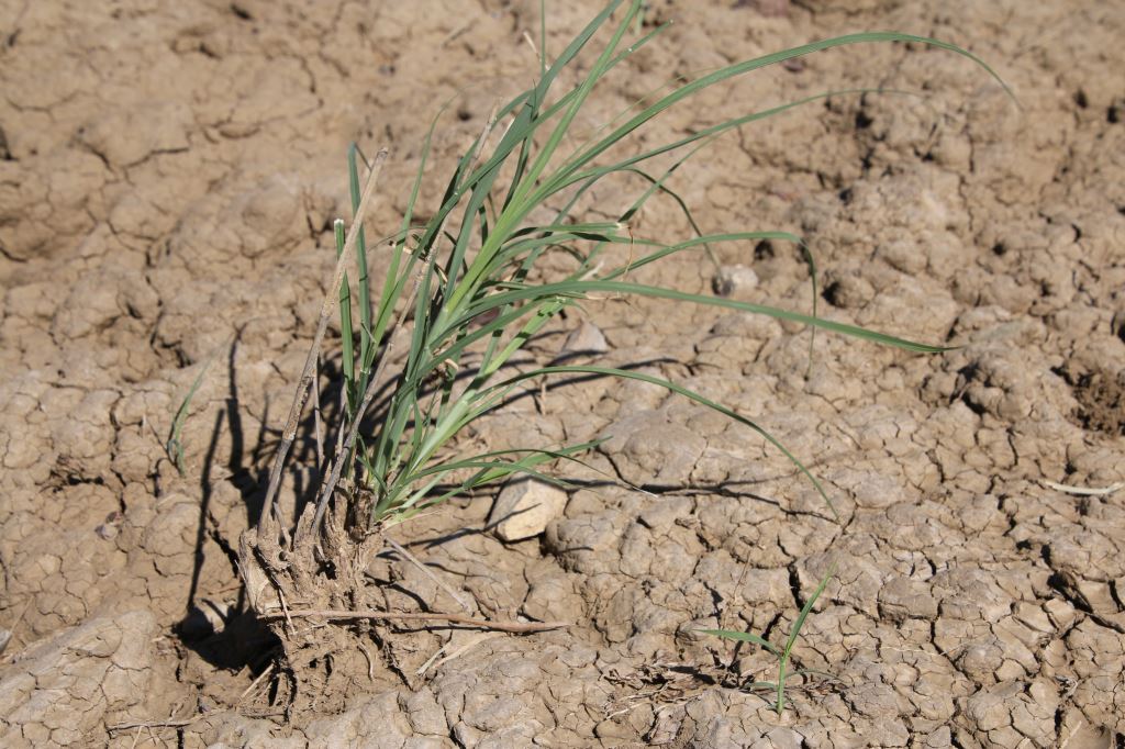 Natural disasters such as drought, affect plant health. 