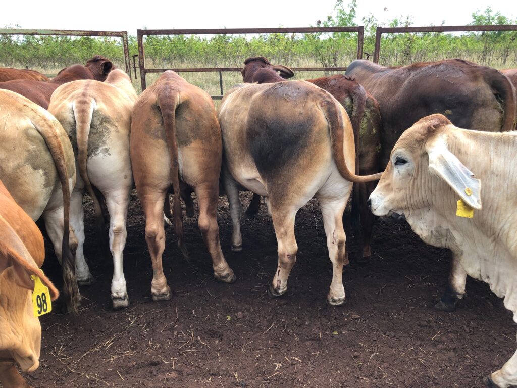 2nd cohort steers photo