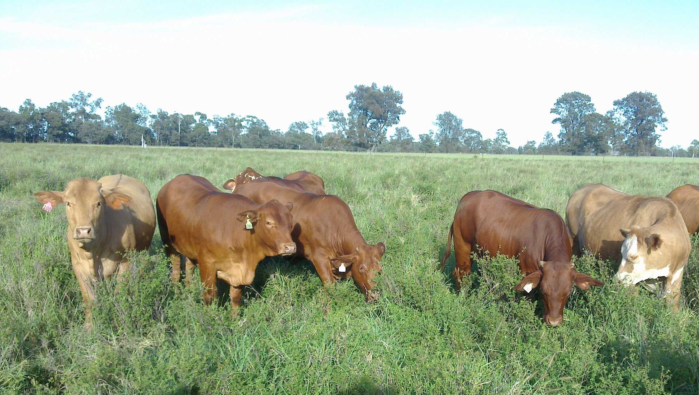 Photo of cattle grazing Caatinga stylo in paddock.