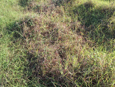 Pasture Dieback Futurebeef