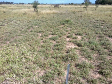 Pasture Dieback Futurebeef