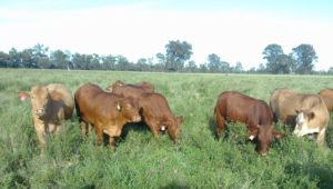 Cattle grazing on a productive buffel grass and Caatinga stylo pasture in central Queensland.