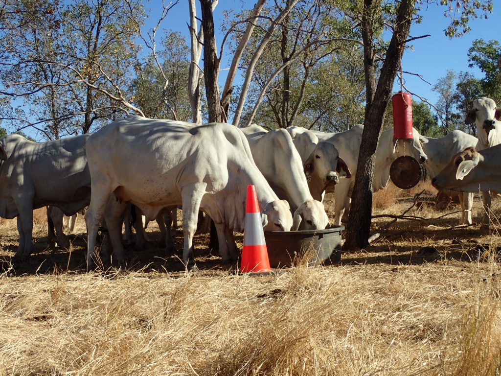 Heifers graze out of a medium sized tub with a witches hat and wind chime nearby.