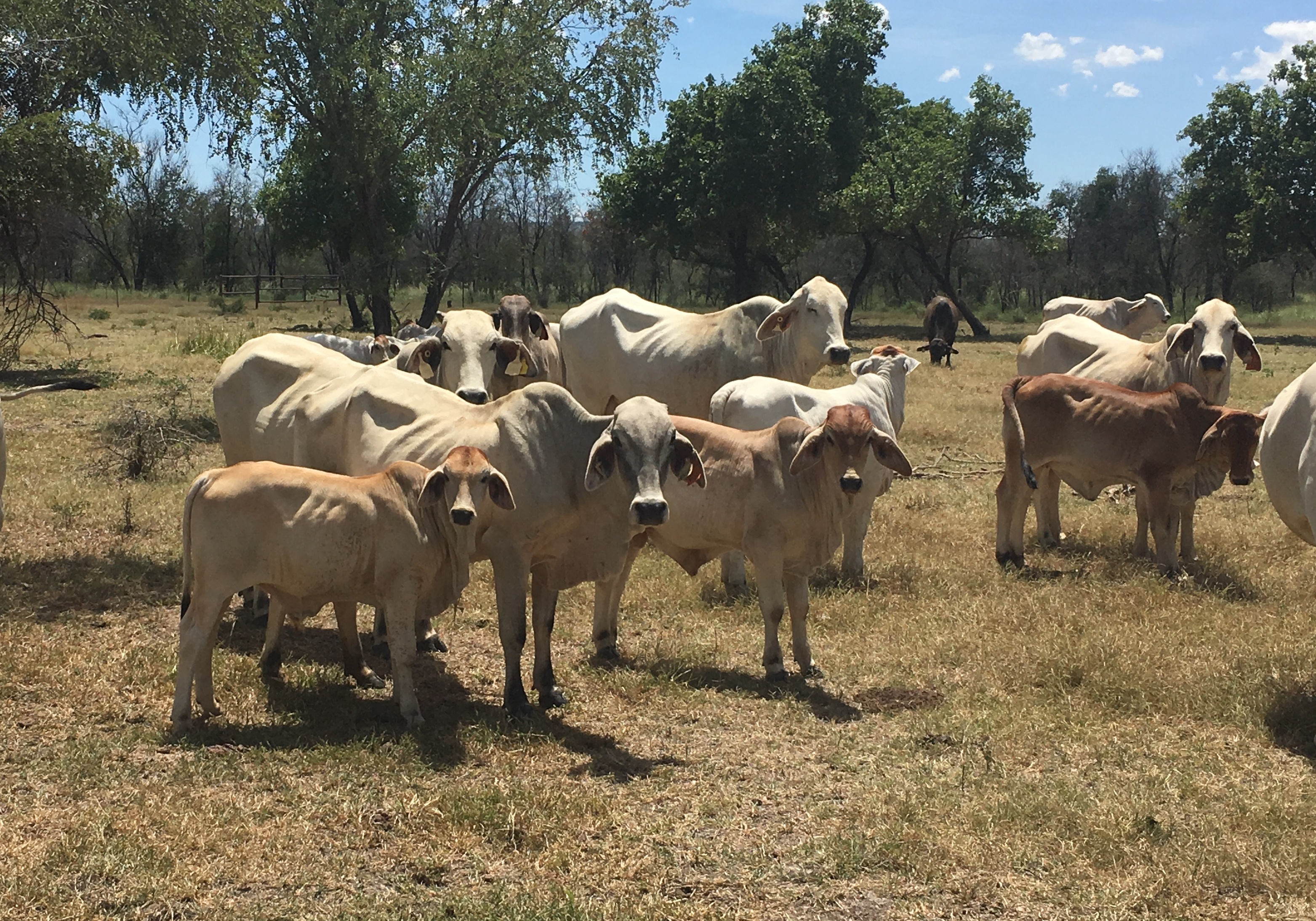 Cows without phosphorus supplementation in February 2018 at Kidman Springs in store condition