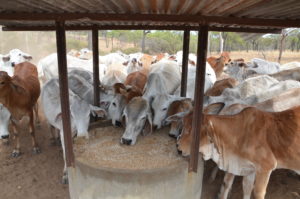 Bos indicus animals consuming loose lick out of a covered lick trough, likely to improve beef business performance