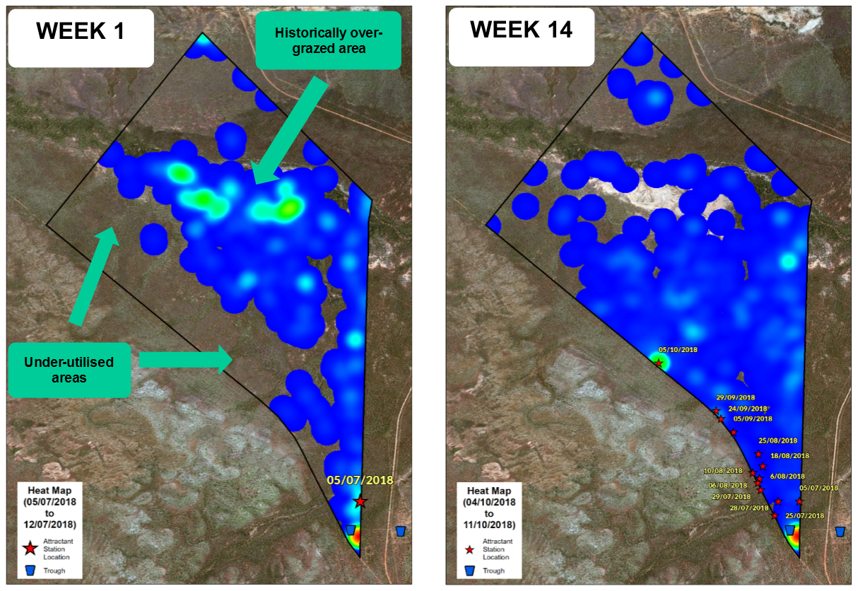 The hourly ping of the GPS collars has captured the effect of the changed grazing patterns of the animals. Grazing pressure has been greatly relieved in the area where cattle have historically heavily utilised. The attractant station has resulted in modified grazing patterns and created more even paddock utilisation.