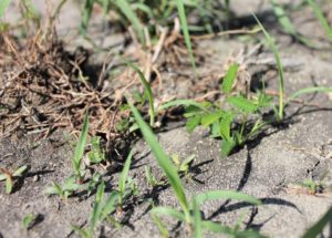 New desmanthus and buffel seedlings