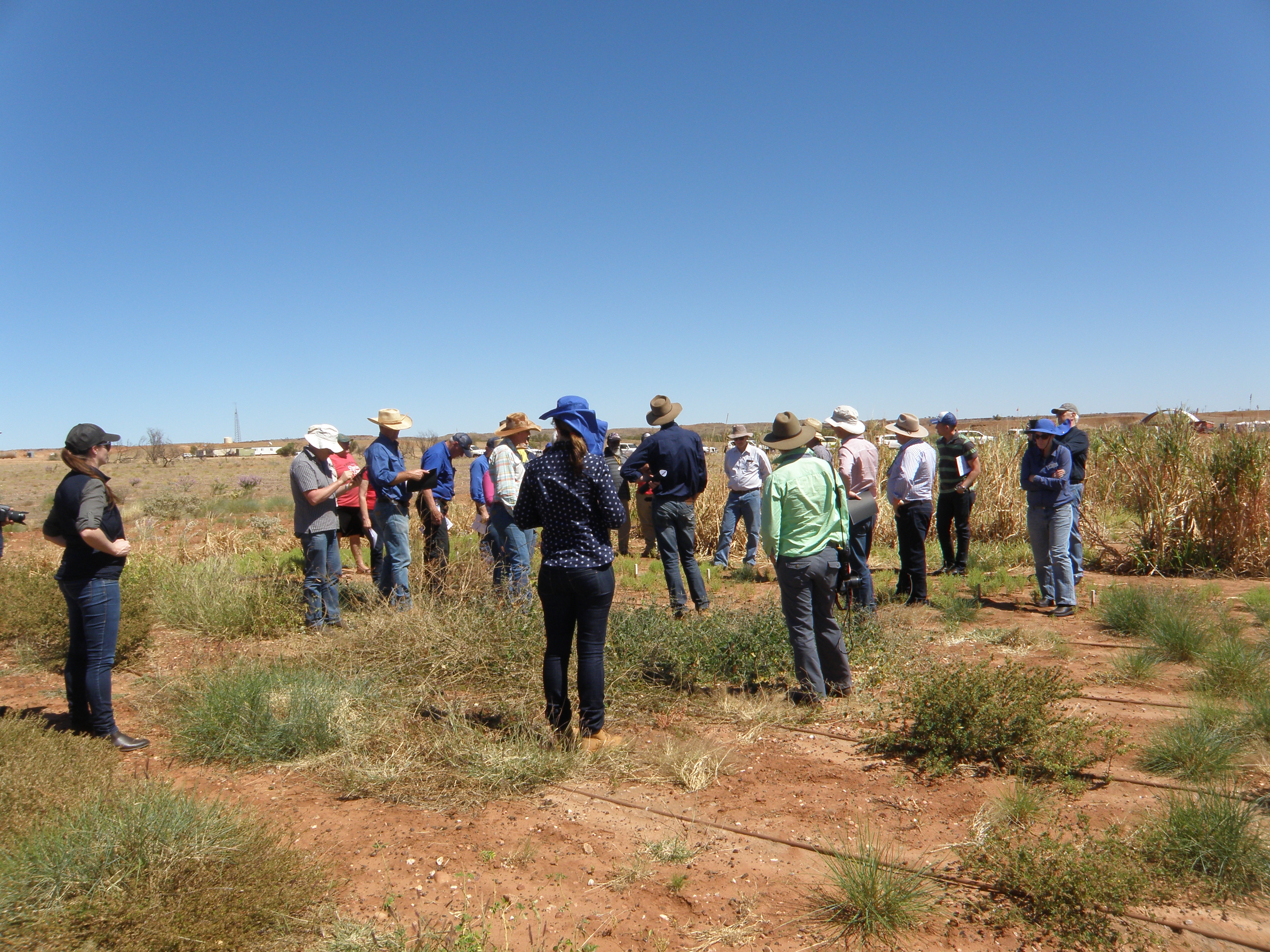 Participants at a fieldwalk at Woodie Woodie inspect the progress of the trial in the dry season.