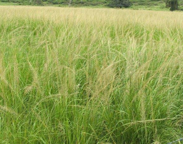 Giant rat's tail grass