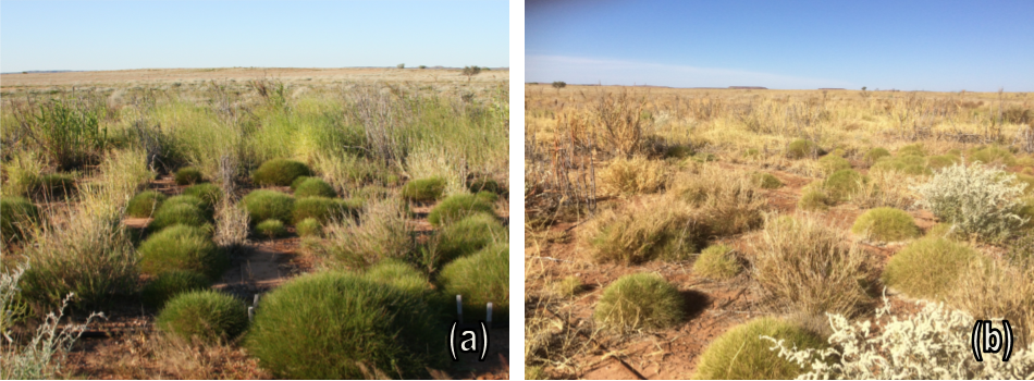 The introduced species in photo (a) are vibrant green immediately post wet season of 2017 (b) the introduced species in August of the same year are severely dehydrated where the native species are demonstrating better survivability.