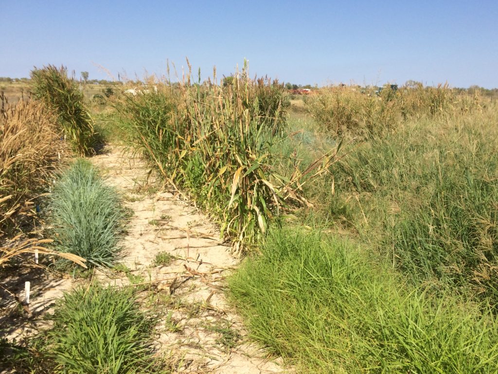 A species trial at Gogo Station in the Fitzroy Valley demonstrates healthy highly valued agricultural plant species in the location of planting with no indication of spreading.