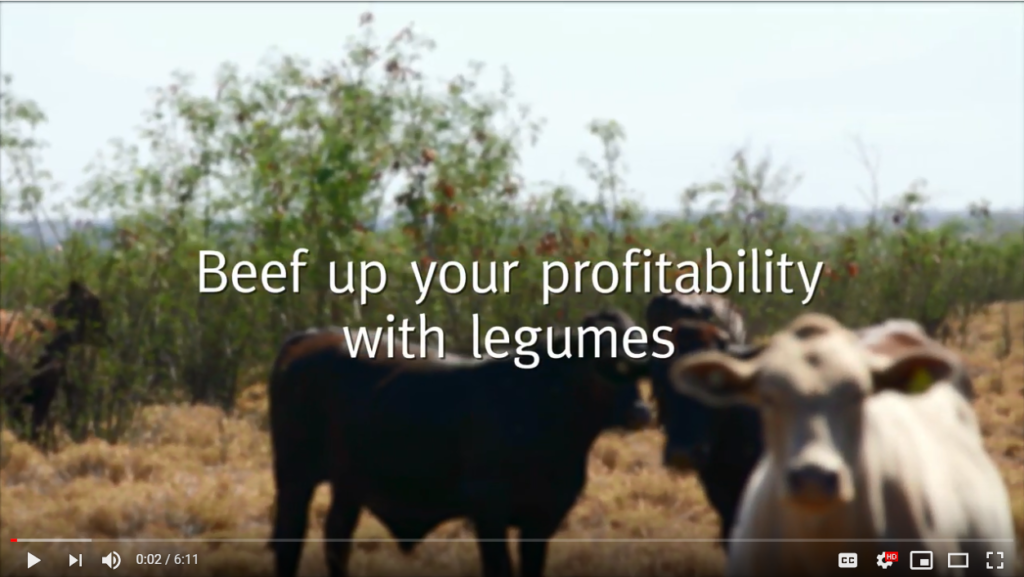 Incorporating legumes for more profitable beef production FutureBeef