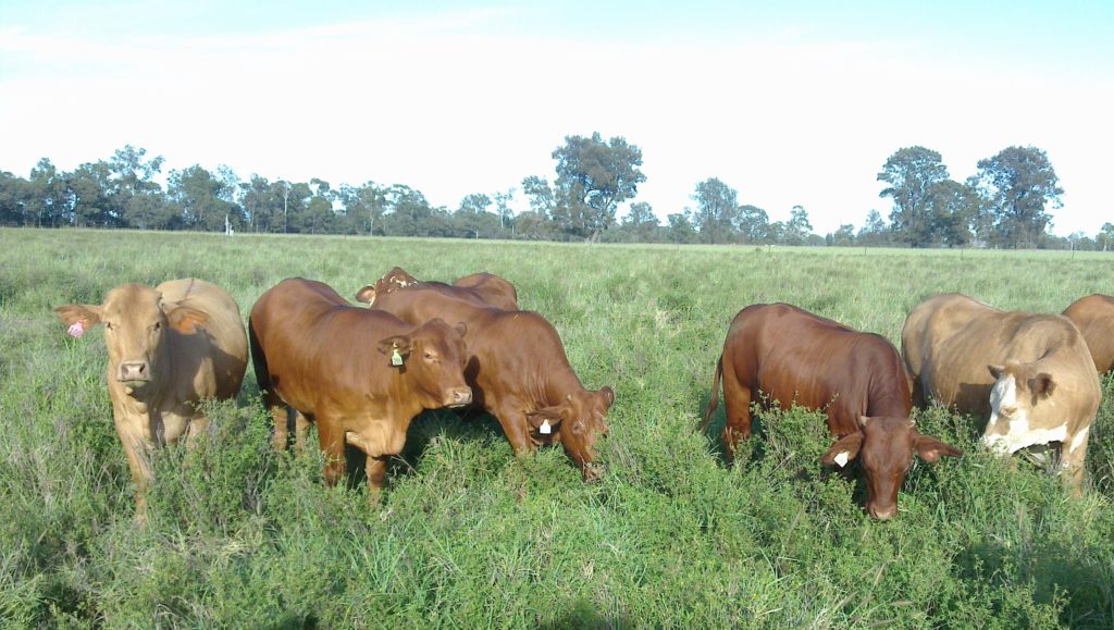 Trade cattle in body condition score 4 out of 5 graze a Caatinga stylo/buffel grass paddock.