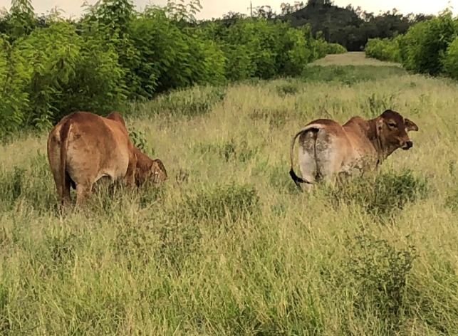 Brahman cross steers graze leucaena and improved pastures. Steers are in a forward store condition.
