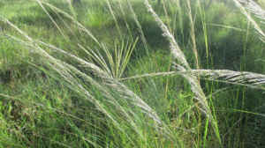 photo giant rat's tail grass