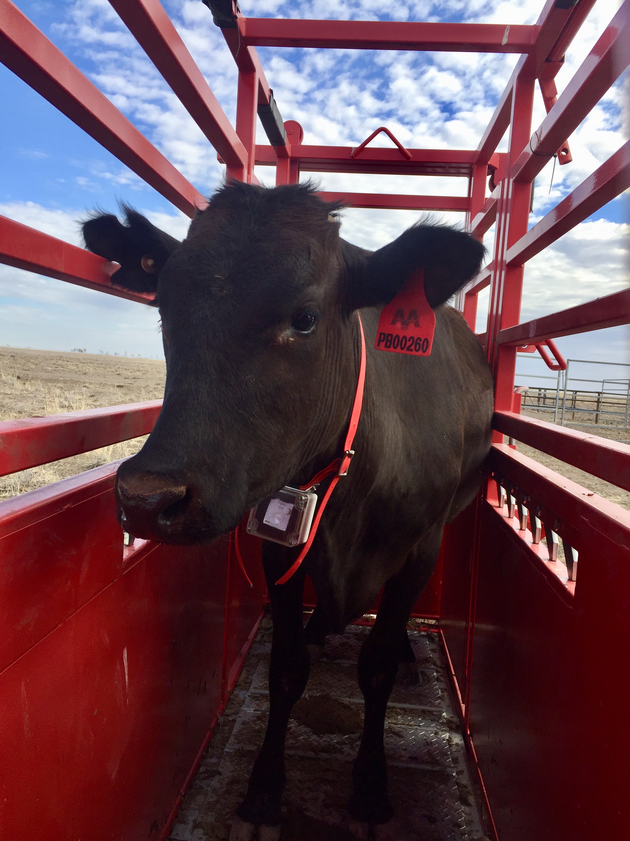 A black heifer participating in the Reducing calf loss from exposure project with a GPS collar attached in a portable crush.