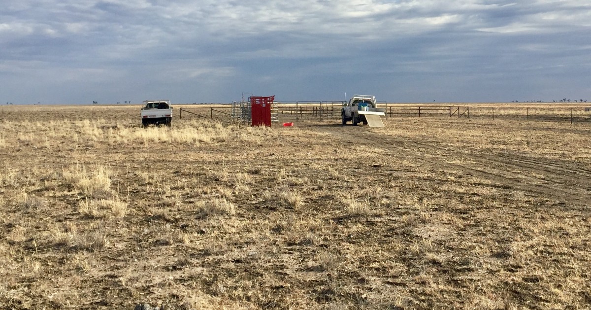 Reducing calf loss project portable panel yards with crush to apply GPS collars to cows. 