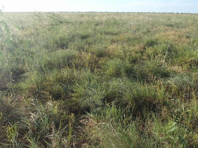 Healthy pastures on a treeless plain in the gulf region of northern Queensland.