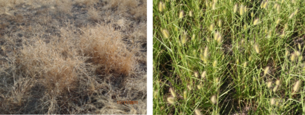 Asbestos grass.