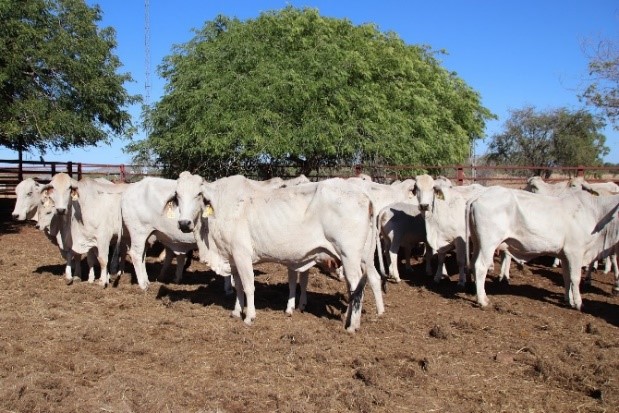 Brahman cows in the Phosphorus trial at Kidman Springs